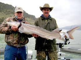 sturgeon reserves